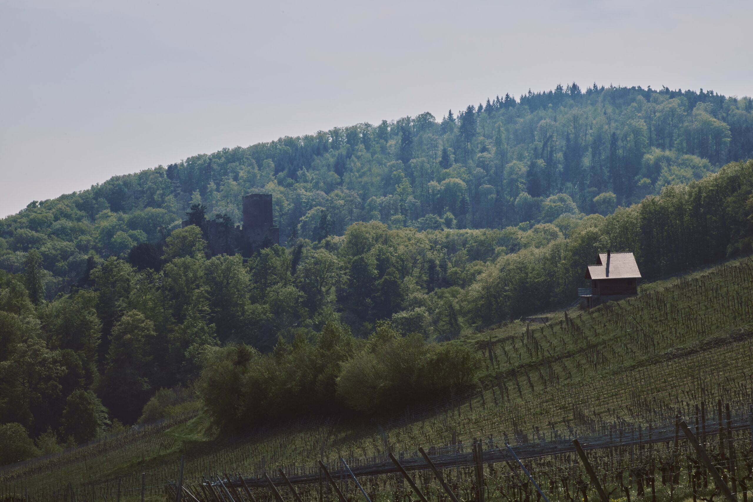Vineyard in Italy October Evening